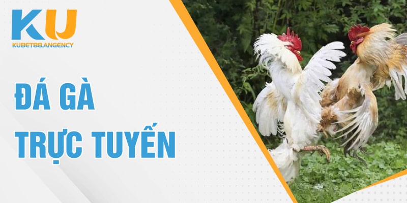 đá gà trực tuyến