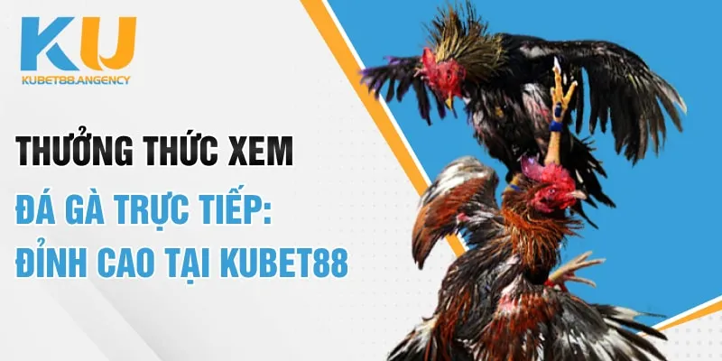 Thưởng Thức Xem Đá Gà Trực Tiếp: Đỉnh Cao Tại Kubet88
